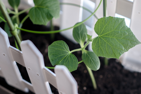 Seedling of cucumbers in a pot in spring close-upの写真素材