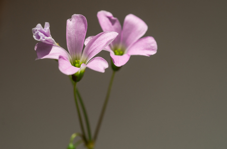 Oxalis acetosella houseplant, butterfly flower - Oxalis, or Kislitsa with purple flowers close-upの写真素材