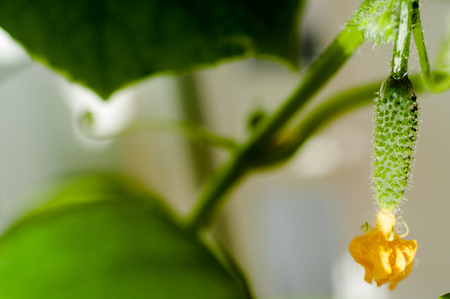 Cucumber seedlings with buds and cucumber ovaries close-upの写真素材