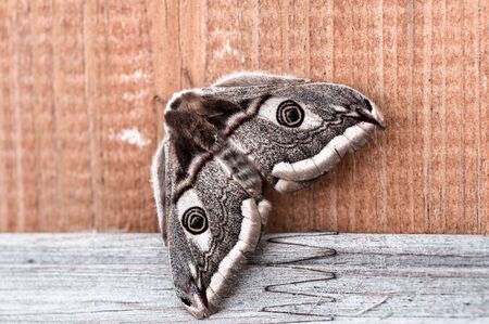 Brown  butterfly sits on a wooden board close-upの写真素材