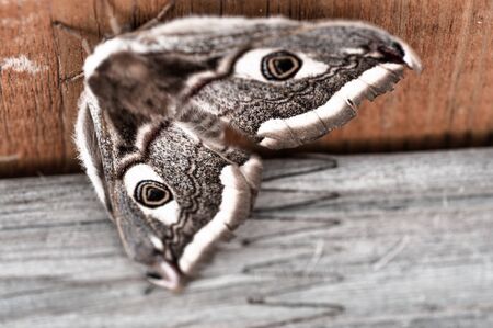 Brown  butterfly sits on a wooden board close-upの写真素材