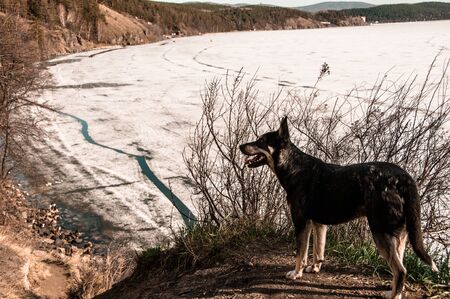 Dog stands on a mountain near the shore of Lake Turgoyak with melted ice in early springの写真素材