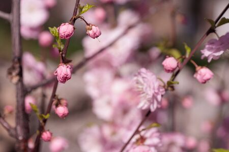 branch of a blooming plum in spring sunny day on a green background of foliage is very gentleの写真素材