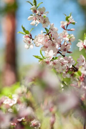 branch of a blossoming cherry in spring on a sunny day against a blue sky background very gentlyの写真素材