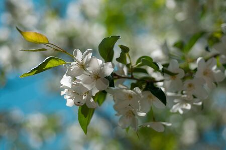 apple blossom in spring sunny day