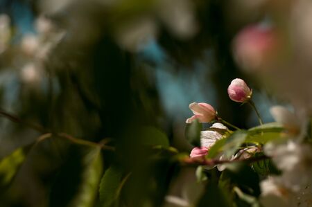 apple blossom in spring sunny day