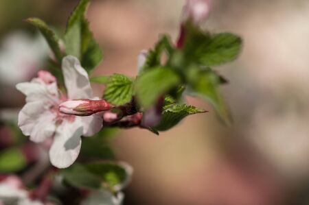 branch of blooming cherry in spring sunny day on a green background of foliage very gentlyの写真素材