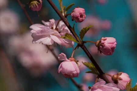 branch of a blossoming plum in the spring on a sunny day against a blue sky background very gentlyの写真素材