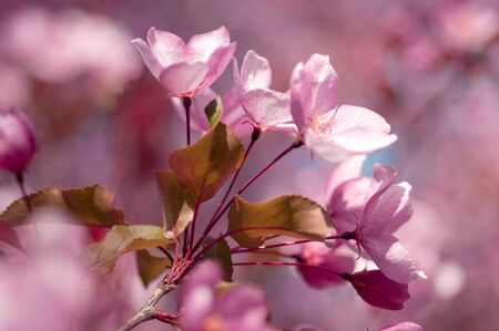 blooming cherry in spring on a sunny day
