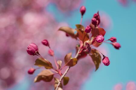 blooming cherry in spring on a sunny day a blue sky backgroundの写真素材