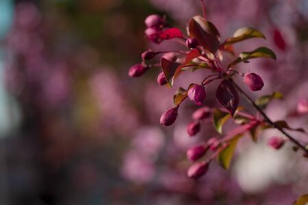 blooming cherry in spring on a sunny dayの写真素材