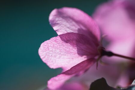 blooming cherry in spring on a sunny day  r on aquamarine backgroundの写真素材