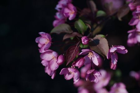 blooming cherry in spring on a sunny dayの写真素材
