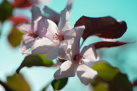 Apple blossoms in the sun in springの写真素材