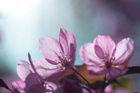 Purple flower of cherry on an aquamarine background in a haze of sunlightの写真素材