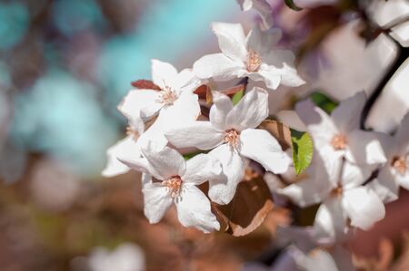Apple blossoms in the sun in springの写真素材
