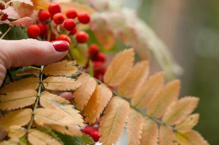 Autumn leaves and rowan berries in the hand of a girl with bright nailsの写真素材