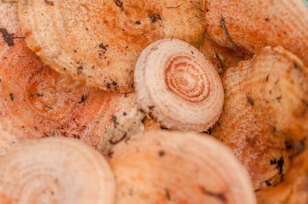 Mushrooms pink trevushka or volzhanka. Harvest of mushrooms close-upの写真素材