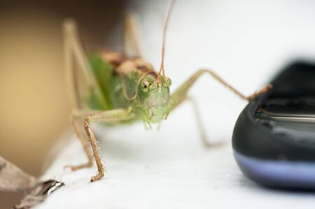 Green grasshopper close-upの写真素材