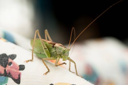 Green grasshopper close-upの写真素材