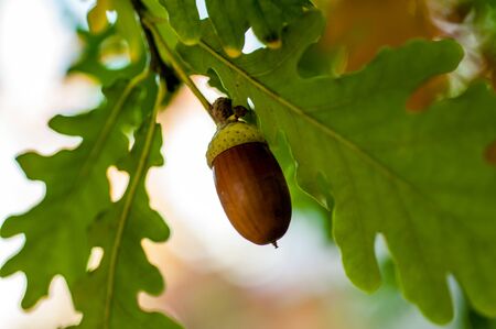 Acorn with leaves on a blurred autumn background close-up, bokeh. Background imageの写真素材