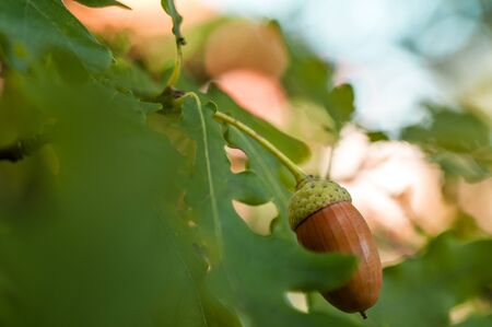 Acorn with leaves on a blurred autumn background close-up, bokeh. Background imageの写真素材