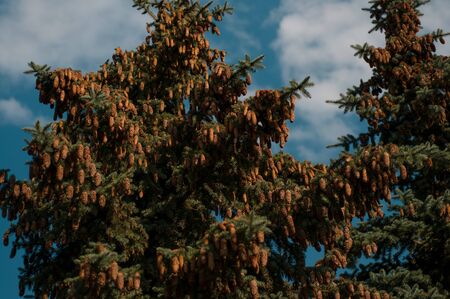 Pine branches with a large number of cones against a blue cloudless sky on a sunny dayの写真素材