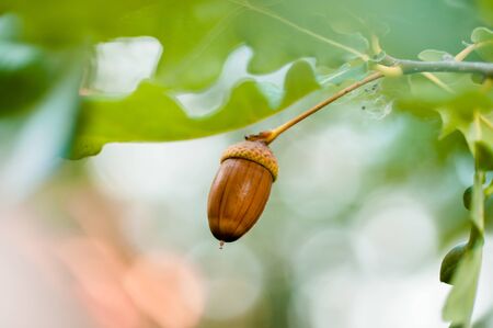 Acorn with leaves on a blurred autumn background close-up, bokeh. Background imageの写真素材