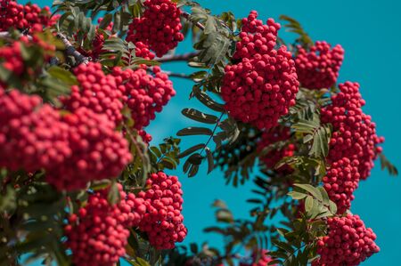 Large bright red bunch of mountain ash against a blue cloudless sky in autumn sunny dayの写真素材