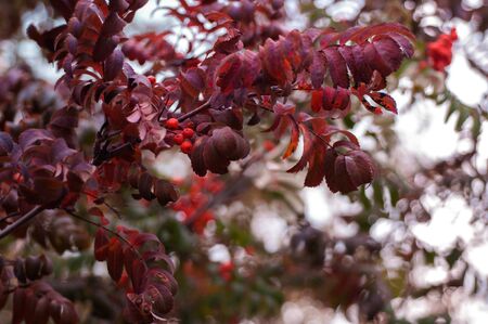 Bright red leaves of mountain ash with berries on a background of green foliage in autumn sunny dayの写真素材