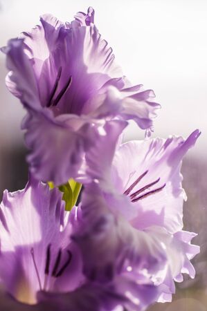 Gladiolus is lilac. Background image, close-upの写真素材