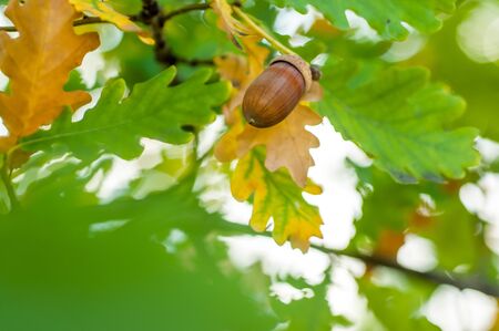 Acorn with leaves on a blurred autumn background close-up, bokeh. Background imageの写真素材