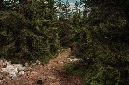 tourist with a backpack in the coniferous forest walks along a path. view from the back, Russia, Ural, Zyuratkul Ridgeの写真素材