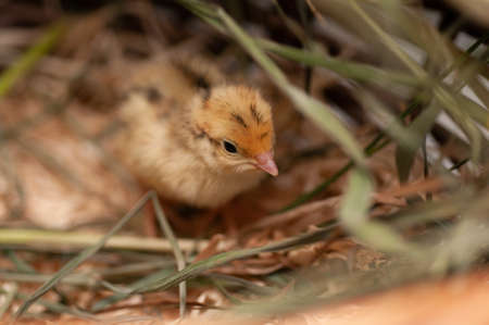 Quail chickens just born in the natural environment in a basket with grass and hatching eggsの写真素材