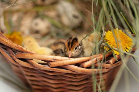 Quail chickens just born in the natural environment in a basket with grass and hatching eggs