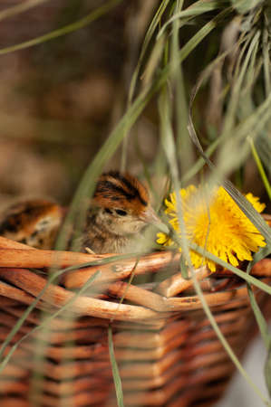 Quail chickens just born in the natural environment in a basket with grass and hatching eggsの写真素材
