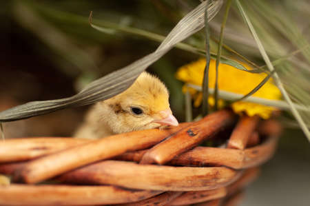 Quail chickens just born in the natural environment in a basket with grass and hatching eggsの写真素材