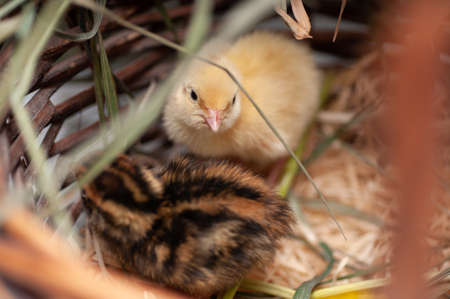 Quail chickens just born in the natural environment in a basket with grass and hatching eggsの写真素材