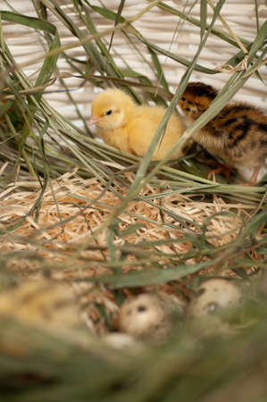 Quail chickens just born in the natural environment in a basket with grass and hatching eggs
