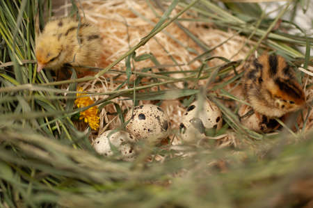 Quail chickens just born in the natural environment in a basket with grass and hatching eggsの写真素材
