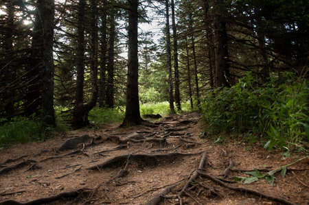 Thicket of forest with trees and plants and sunlight in summer afternoon