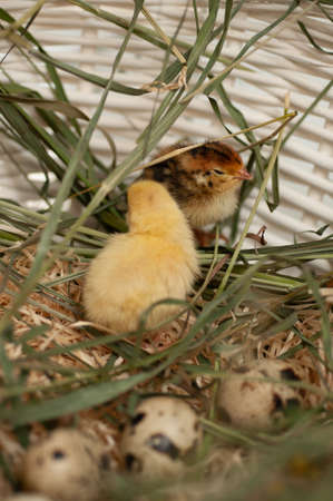 Quail chickens just born in the natural environment in a basket with grass and hatching eggsの写真素材
