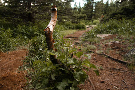 A stump of a young birch tree on a forest path in summer close-upの写真素材