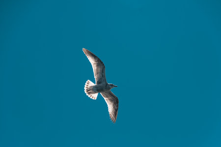 White - gray gull in a clear blue sky soars above the water