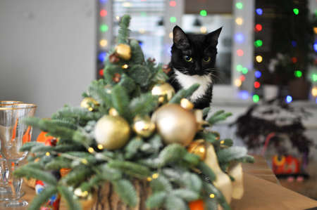 Christmas composition - a small natural Christmas tree decorated with golden toys with tangerines and a black cat on the tableの写真素材