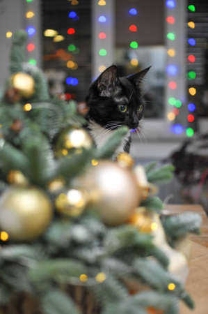 Christmas composition - a small natural Christmas tree decorated with golden toys with tangerines and a black cat on the tableの写真素材
