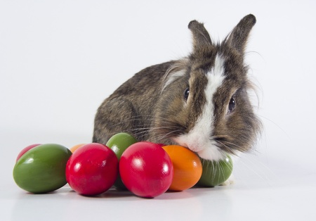 Easter rabbitの写真素材