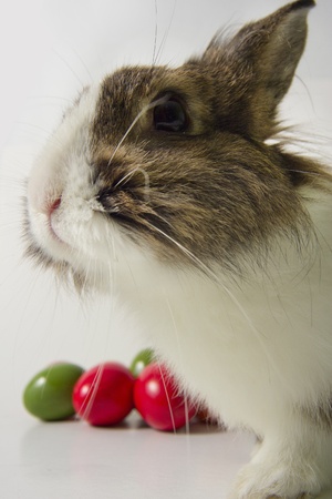 Little bunny stares, while red and green eggs sit on white backgroundの写真素材