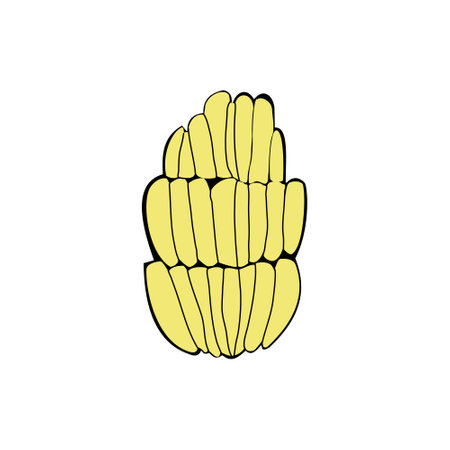 Illustration of a yellow banana fruit. Bananas that are ready to be picked. Illustration elements of...