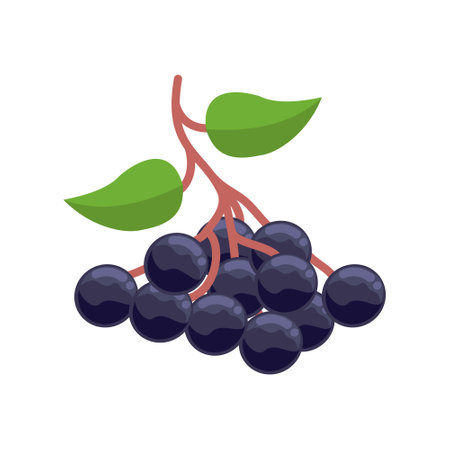 Bunch of ripe black grapes isolated on white background. Bunch of ripe black grapes for web design and other purposes. Design illustration elements with fruit themeのイラスト素材
